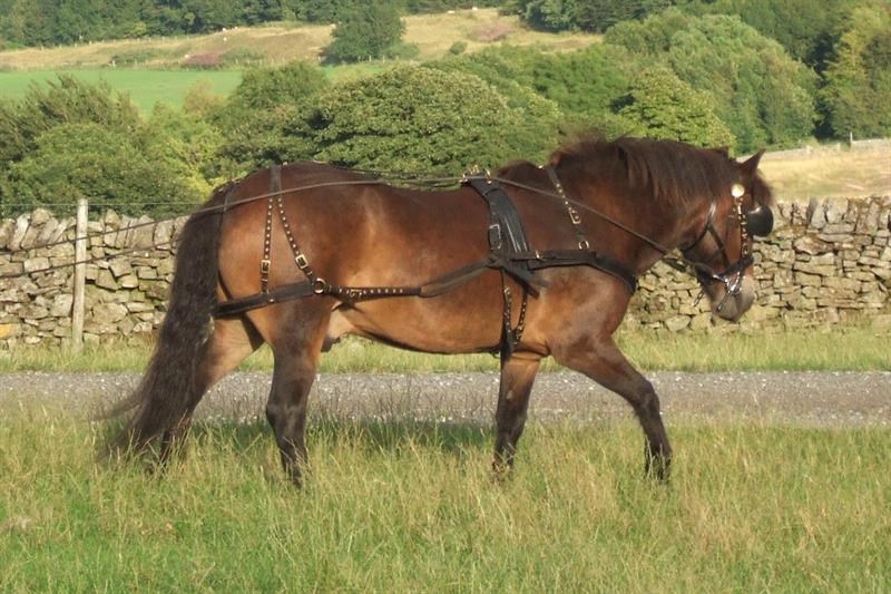 Exmoor Ponies – the ‘Horsebeast’ in Harness